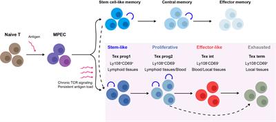 The development of CD8 T-cell exhaustion heterogeneity and the therapeutic potentials in cancer